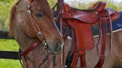 western-saddles-canada